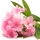 آمواج اپیک زنانه - Pink Nerium Oleander