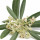 Olive Blossom