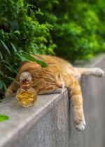 عطر دیور دلچه ویتا | Dior Dolce Vita