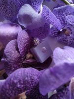 عطر آمواج لیلاک لاو | Amouage Lilac Love