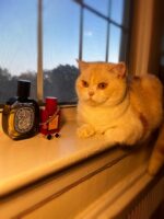 عطر گوچی بلوم آمبرزیا دی فیوری | Gucci Bloom Ambrosia di Fiori