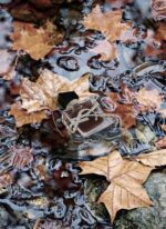 عطر ادکلن ایو سن لورن لیبره له پارفوم | YSL Libre Le Parfum2