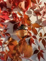 عطر بولگاری اومنیا ایندیان گارنت | Bvlgari Omnia Indian Garnet