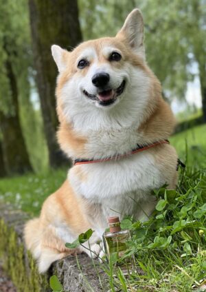 عطر ادکلن شنل الور زنانه | chanel Allure EDP woman2