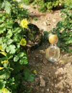 عطر بولگاری گلدیا | Bvlgari Goldea