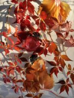 عطر بولگاری اومنیا ایندیان گارنت | Bvlgari Omnia Indian Garnet