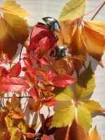 عطر بولگاری اومنیا ایندیان گارنت | Bvlgari Omnia Indian Garnet